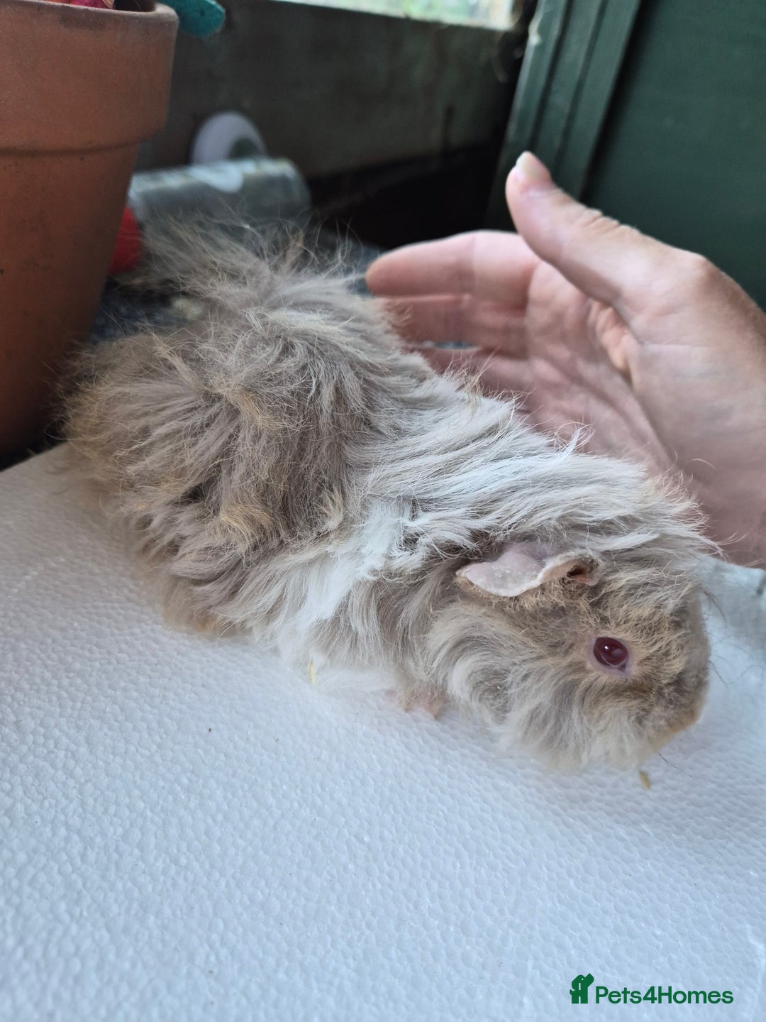 Guinea Pig rodents for sale: Lunkarya/texel guinea pig babies - Image 3