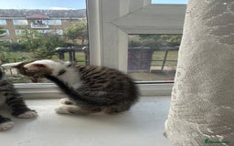 Bengal cats for sale: 6 Cross Bengal Kittens - Image 11