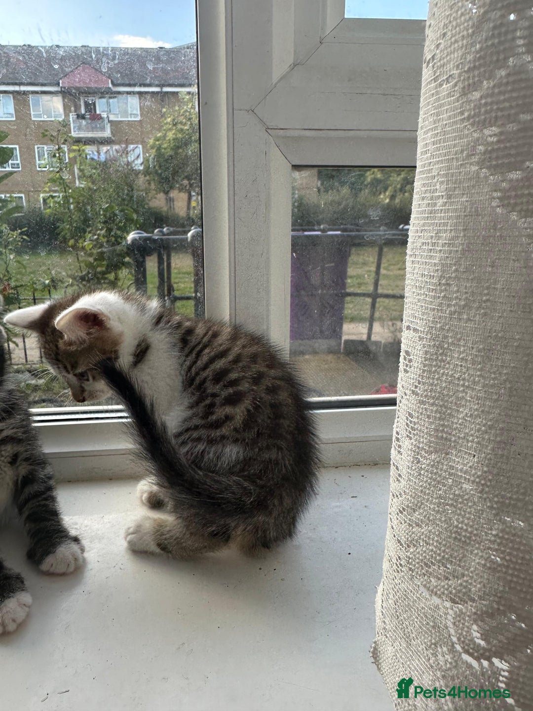 Bengal cats for sale: 6 Cross Bengal Kittens - Image 11