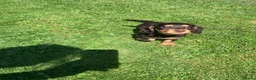 Cocker Spaniel dogs for sale: Cocker spaniel bitch pup in Leeds - Advert 4