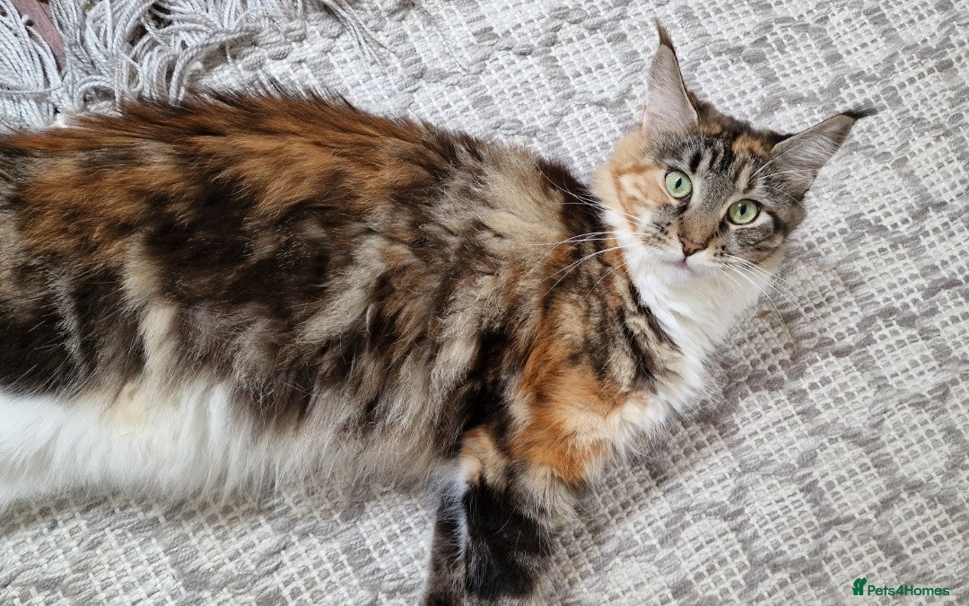 Maine Coon cats for sale: Beautiful Mainecoon kittens  - Advert 2