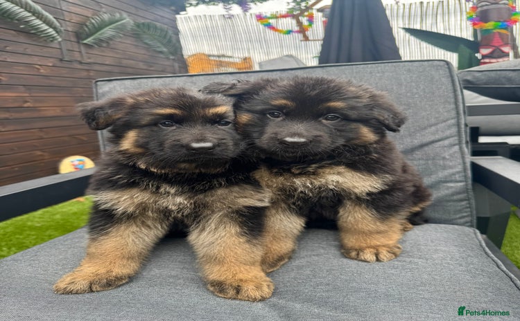 German Shepherd dogs - Advert 10