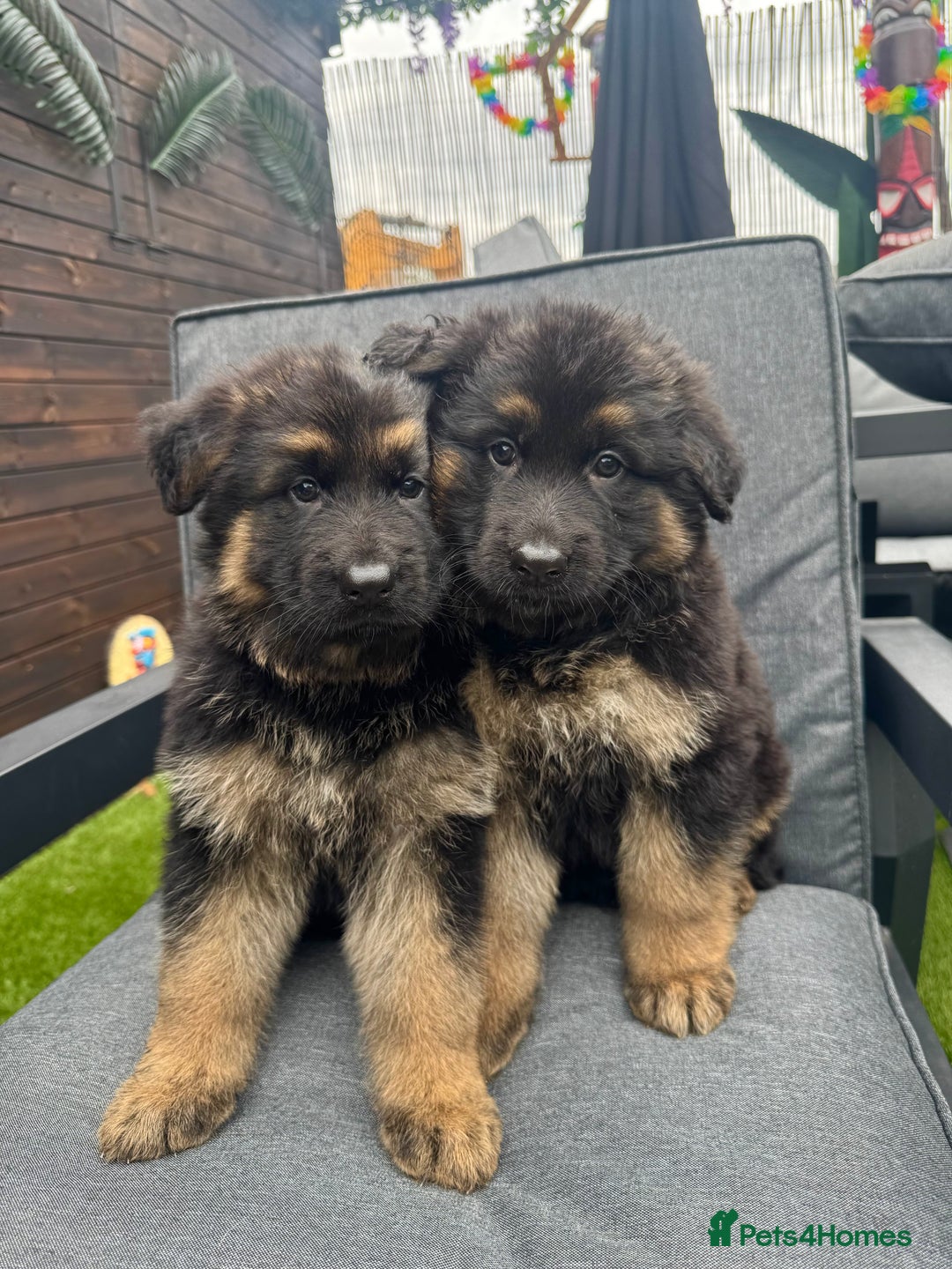 German Shepherd dogs for sale: Long haired German Shepherd puppies - Image 1