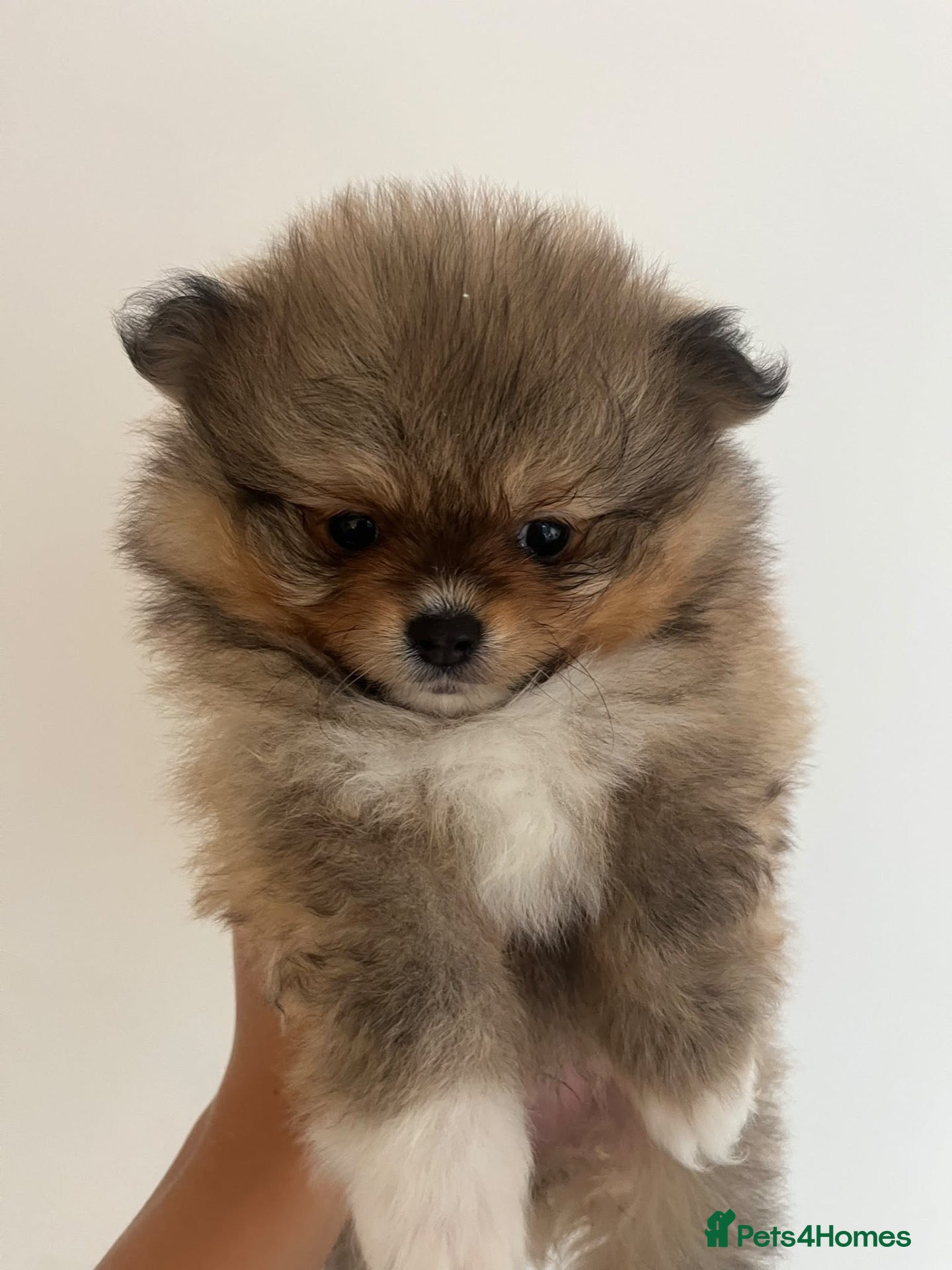 Pomeranian dogs Minature teddy Poms  - Advert 14