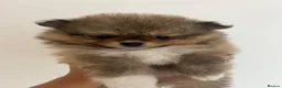 Pomeranian dogs for sale: Minature teddy Poms  - Advert 1