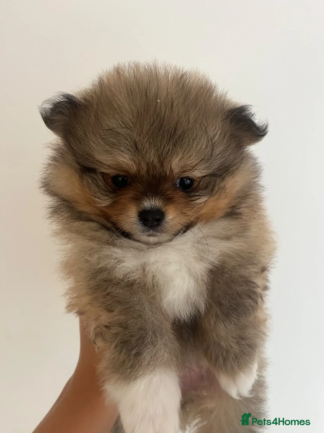 Pomeranian dogs for sale: Minature teddy Poms  - Advert 1