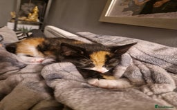 Mixed Breed cats for sale: Gorgeous calico kitten.. please read description  - Image 4