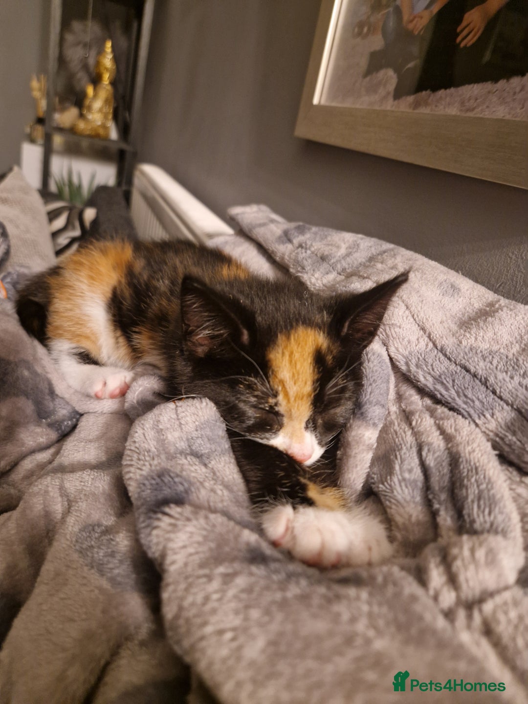 Mixed Breed cats for sale: Gorgeous calico kitten.. please read description  - Image 4