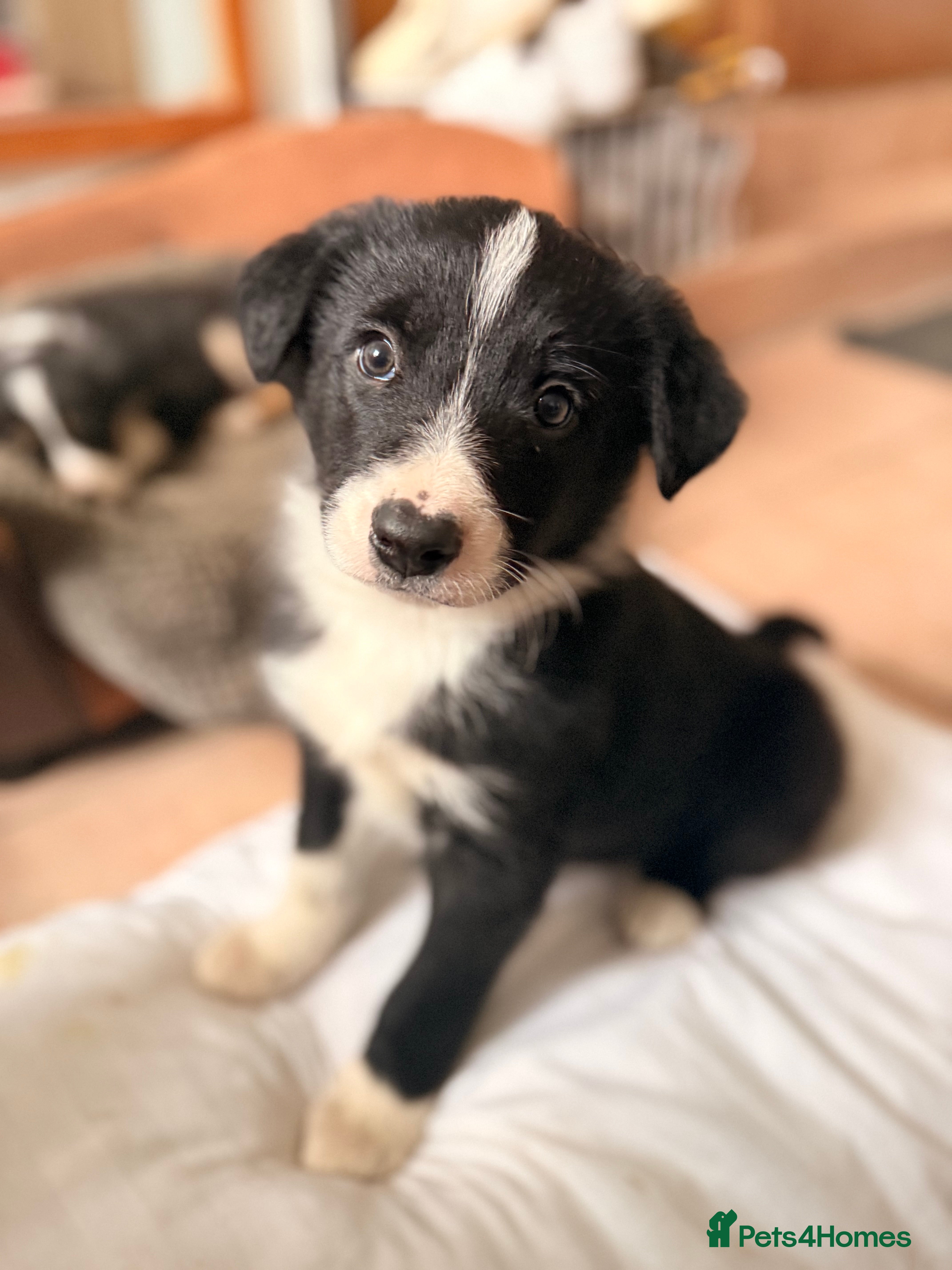 Border Collie dogs Gorgeous border collie puppies for sale  - Advert 3