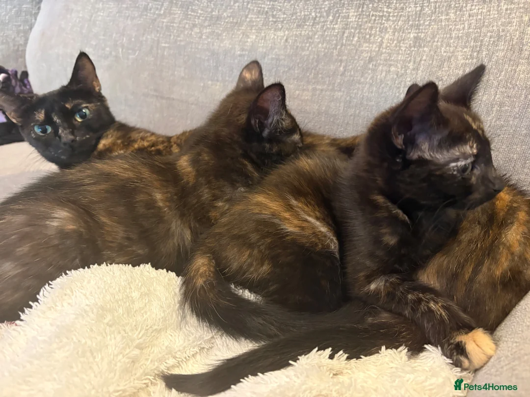Mixed Breed cats for sale: Beautiful Female Kittens Ready for Forever Homes - Advert 2