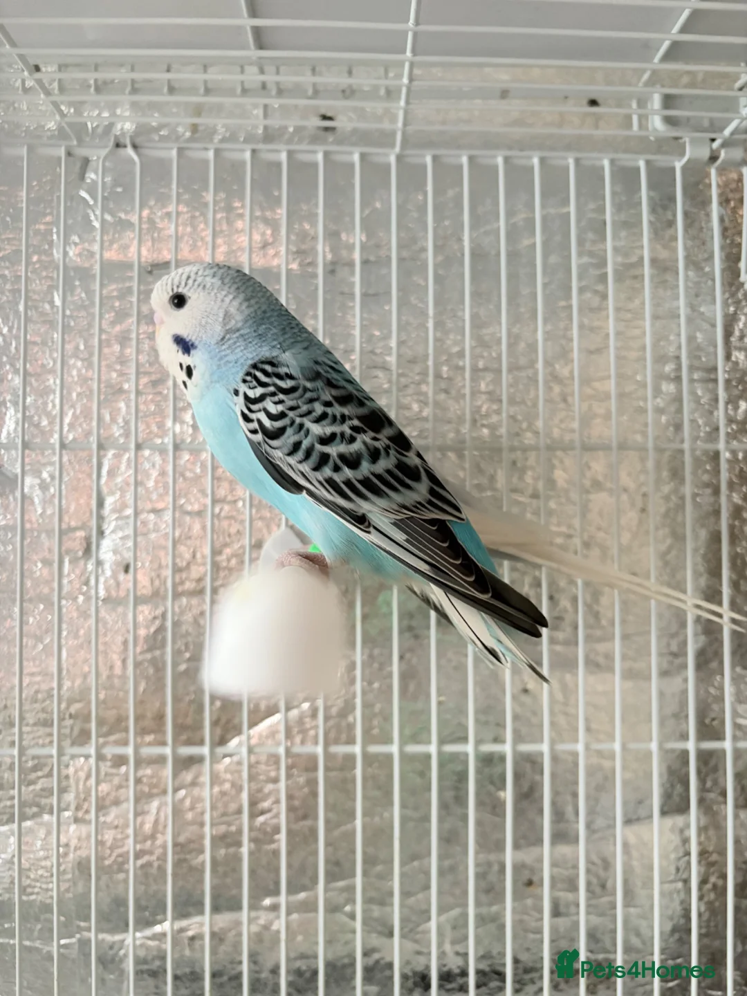Budgerigars birds for sale: Baby budgies  - Advert 2