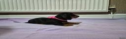 Miniature Dachshund dogs for sale: Hi beautiful mini dachshund for 5* home - Advert 8