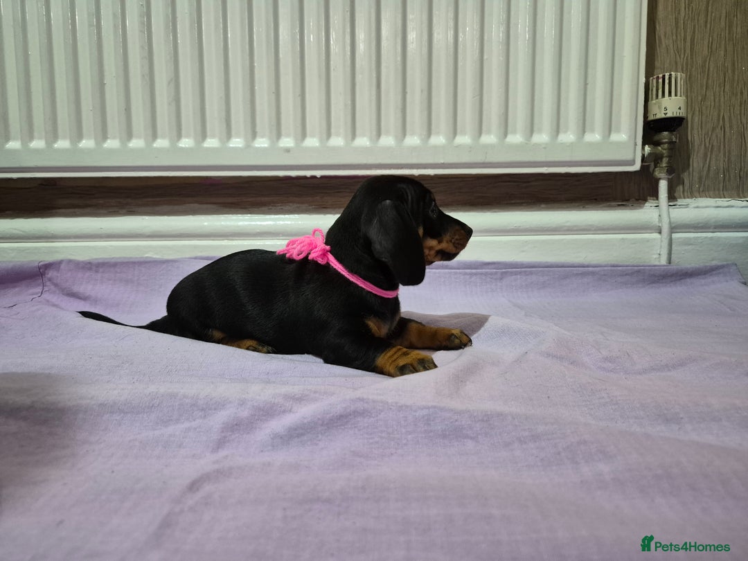 Miniature Dachshund dogs for sale: Hi beautiful mini dachshund for 5* home - Advert 8