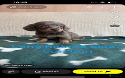 Miniature Dachshund dogs for sale: ***long haired mini dachshunds **** - Image 9