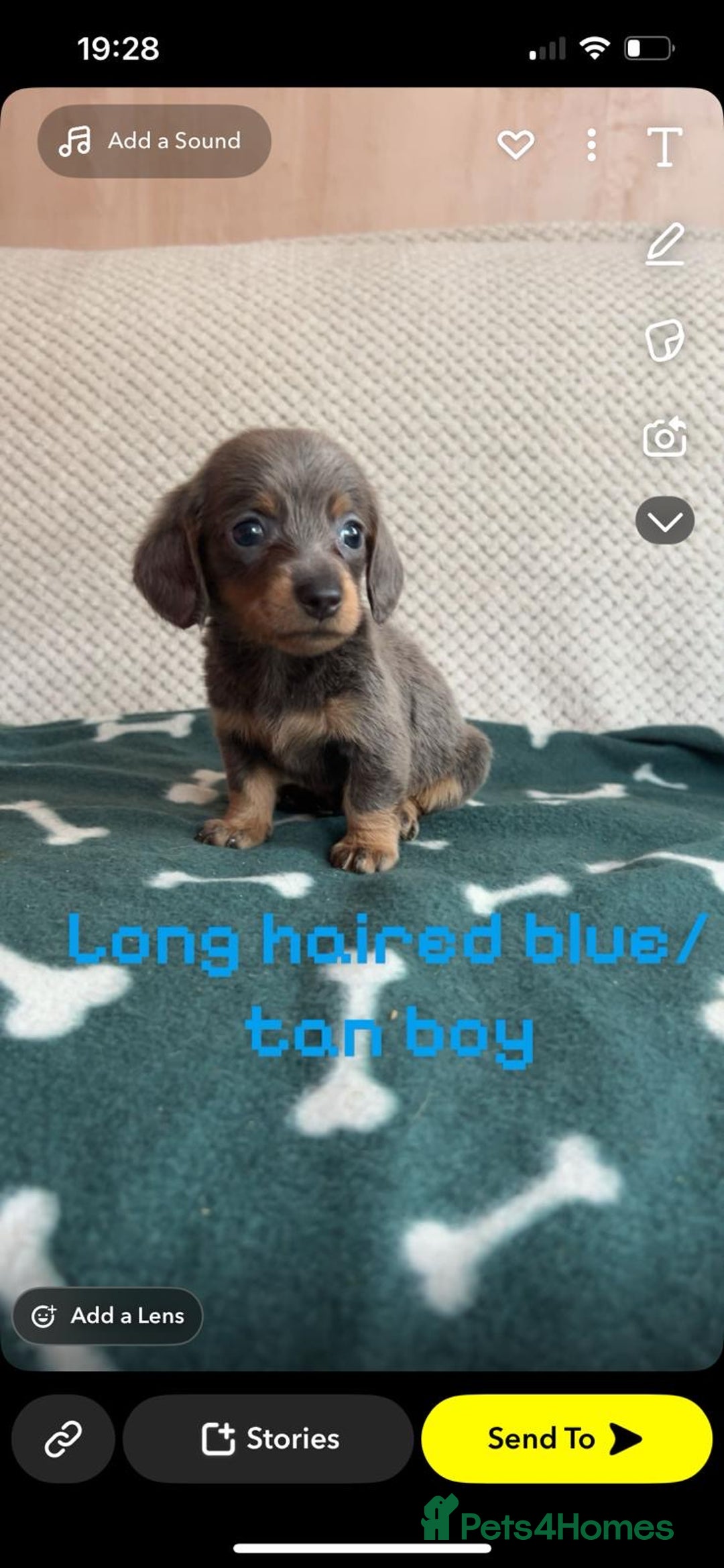 Miniature Dachshund dogs for sale: ***long haired mini dachshunds **** - Image 9