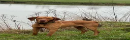 Hungarian Vizsla dogs for stud: The famous Zsivaly Champion sired imported stud in Loughborough - Advert 4