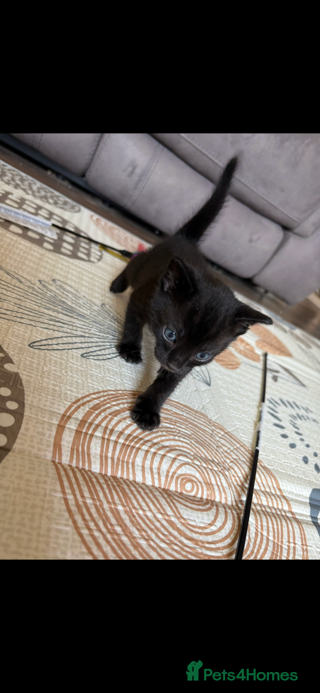 Bengal cats for sale: 4 Rare Tica Registered Bengal Kittens - Image 14