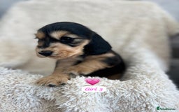 Cocker Spaniel dogs for sale: 🐾 Adorable Cocker Spaniel Puppies for Sale! 🐾  - Image 7