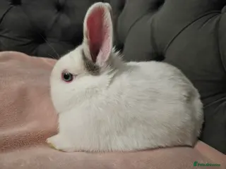 Mixed Breed rabbits Northandwaf - Advert 15