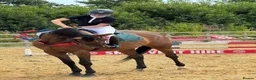 British Warmblood horses for sale: Head turner show jumper  in Woodbridge - Advert 5