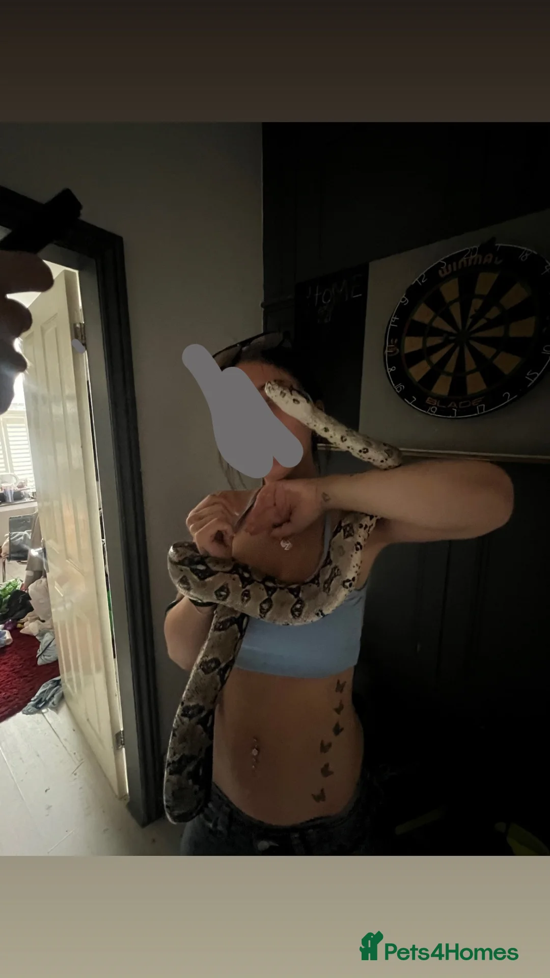 Boa Snake reptiles for sale: lovely red tail boa constrictor for sale  in Southport - Advert 1