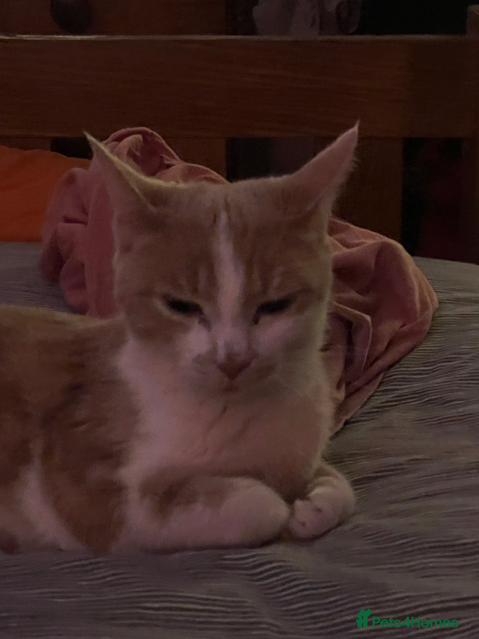 Mixed Breed cats for adoption: FOSTER MUMS (Queens) AVAILABLE  - Advert 1