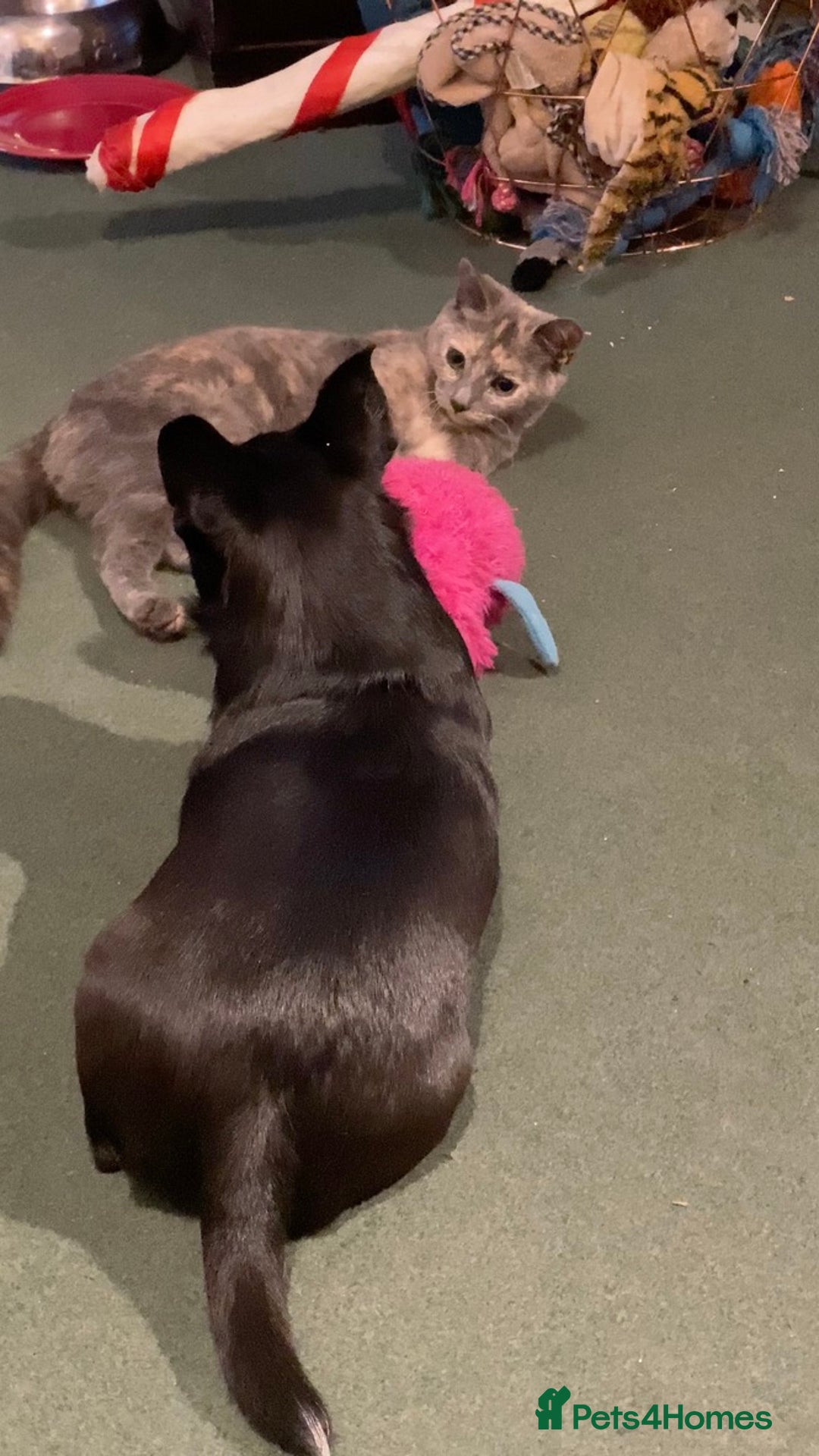 Mixed Breed cats for sale: Beautiful Layla needs a new family - Advert 18