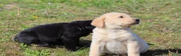 Labrador Retriever dogs for sale: Labrador puppies. Beautiful black and golden pups - Advert 13