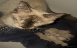 Ragamese cats for sale: Ragamese - Ragdoll x Siamese adorable kittens  - Image 8