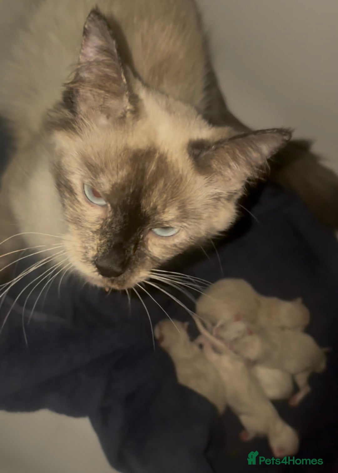 Ragamese cats for sale: Ragamese - Ragdoll x Siamese adorable kittens  - Image 8