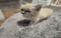 Ragdoll cats for sale: Beautiful Mink Ragdoll Kittens - Image 7