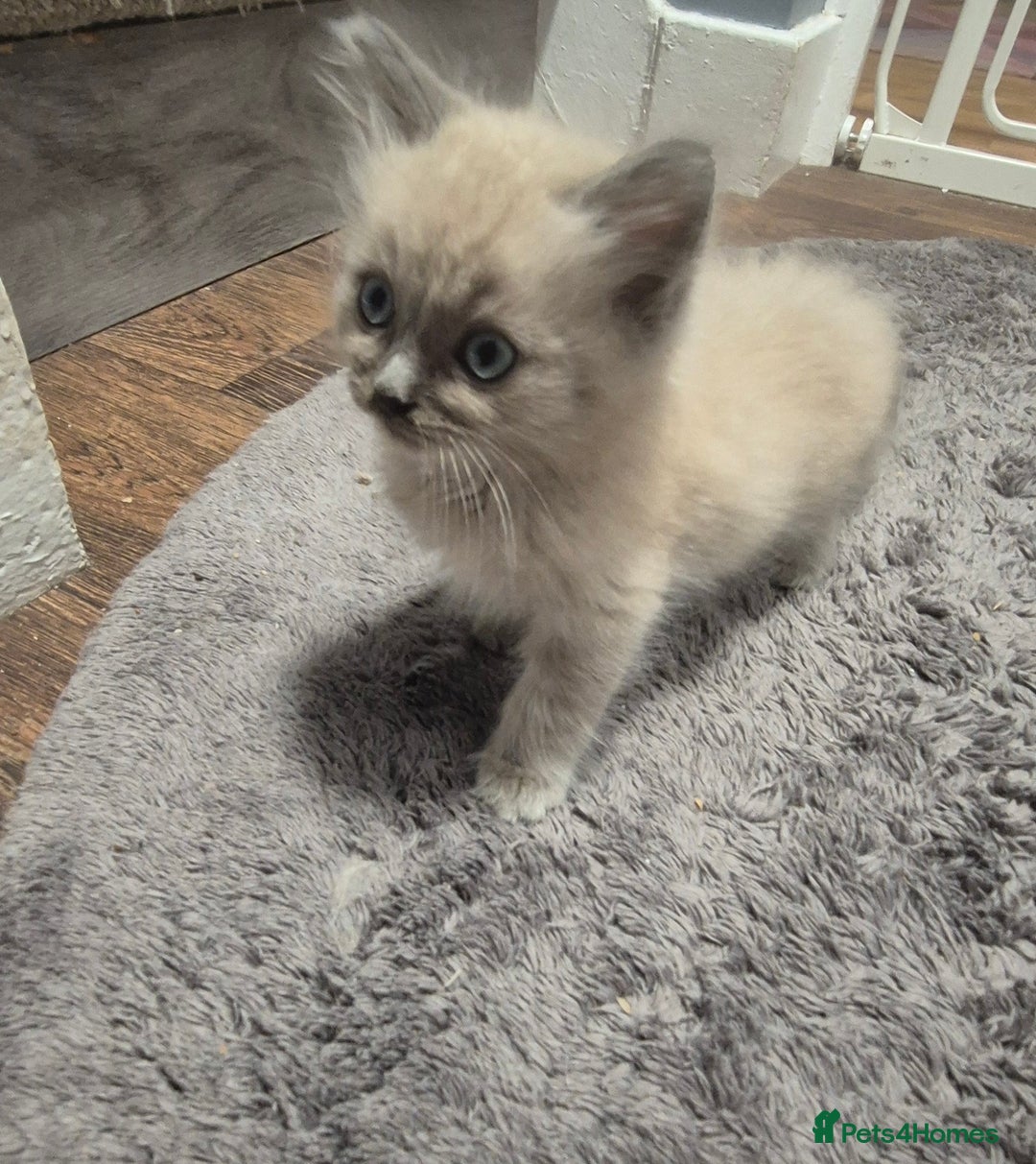 Ragdoll cats for sale: Beautiful Mink Ragdoll Kittens - Image 7