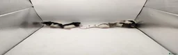 Rat rodents for sale: 🐀October Rats Are Here!🐀 - Advert 3