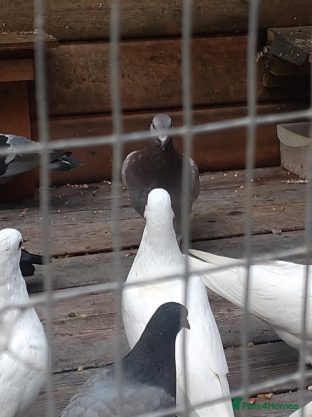 Pigeons birds for sale: Young tipplers/tumblers & racers £3 each - Image 14