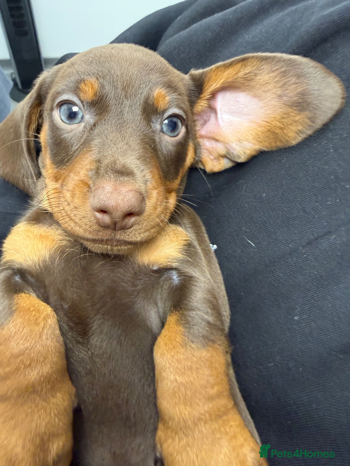 Miniature Dachshund dogs for sale: Our Therapy Dog Winnie had had 5 beauties  - Advert 1