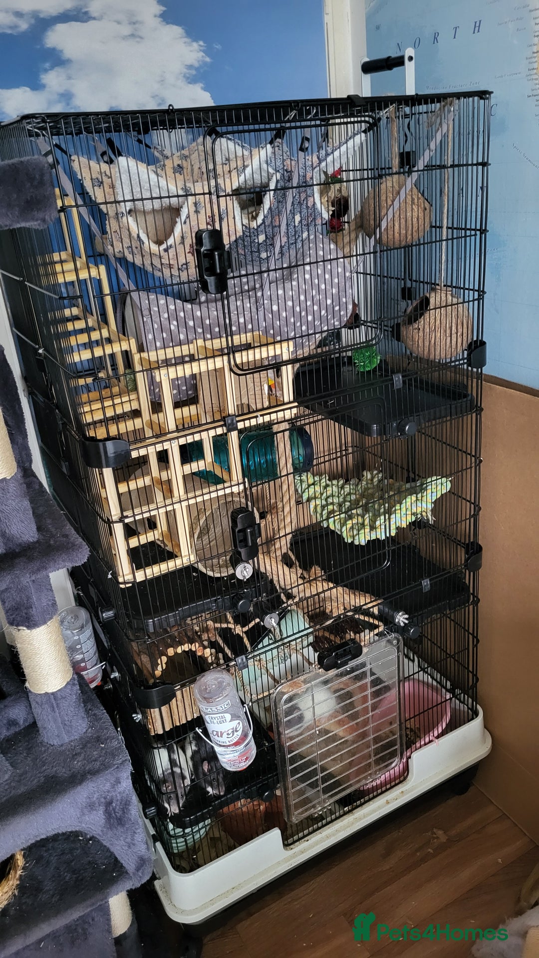 Rat rodents for sale: 4 Female Fancy Rats and Complete Setup  - Advert 2