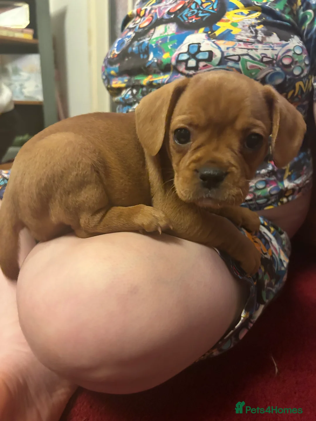 Mixed Breed dogs for sale: frenchel pups READY TO LEAVE - Advert 22