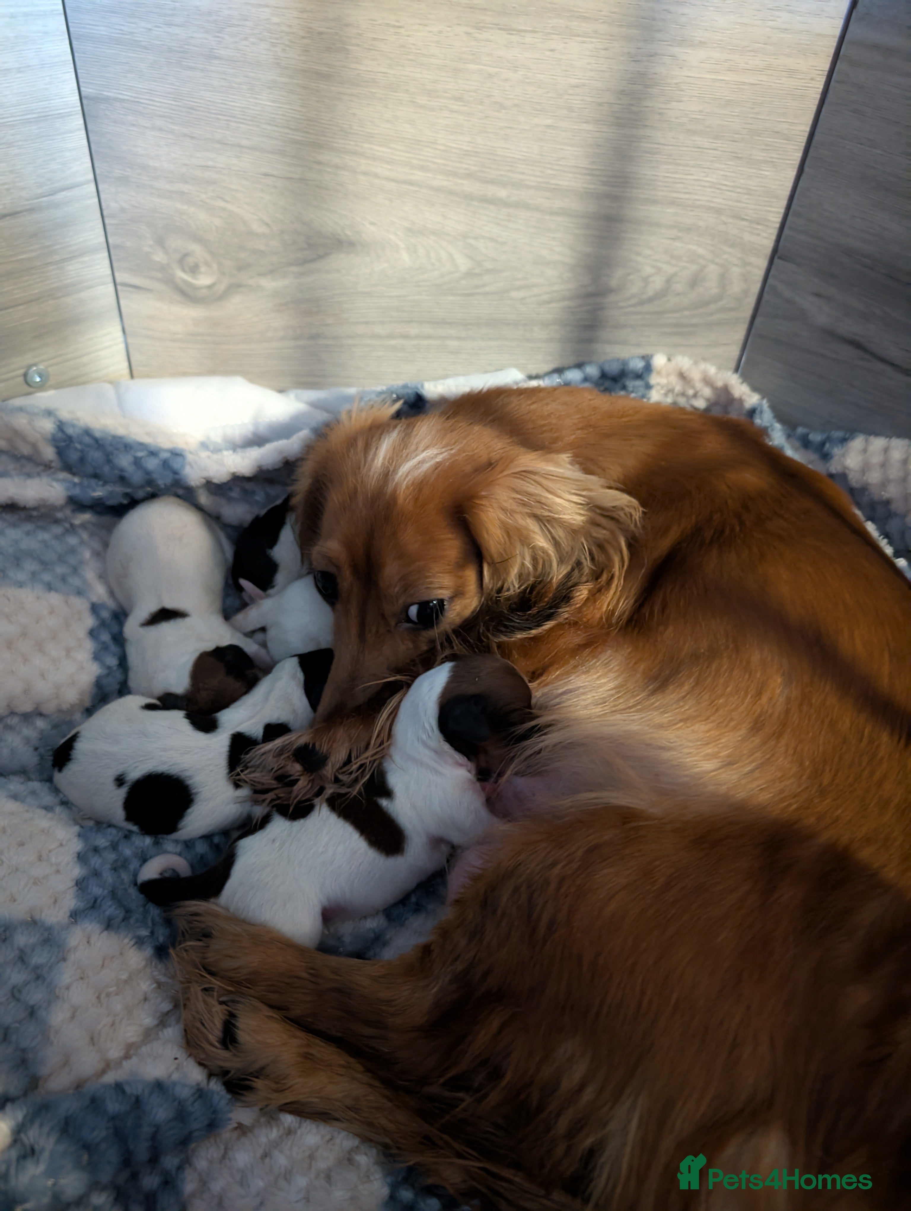 Dachshund dogs 5 Beautiful Dachshund puppies available  - Advert 6