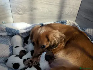 Dachshund dogs 5 Beautiful Dachshund puppies available - Advert 6