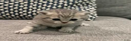 Scottish Fold cats for sale: Mackerel Boy Scottish Folds - Blue/Gold Shaded - Advert 16