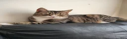 Mixed Breed cats for sale: Lovely Girl - Advert 4