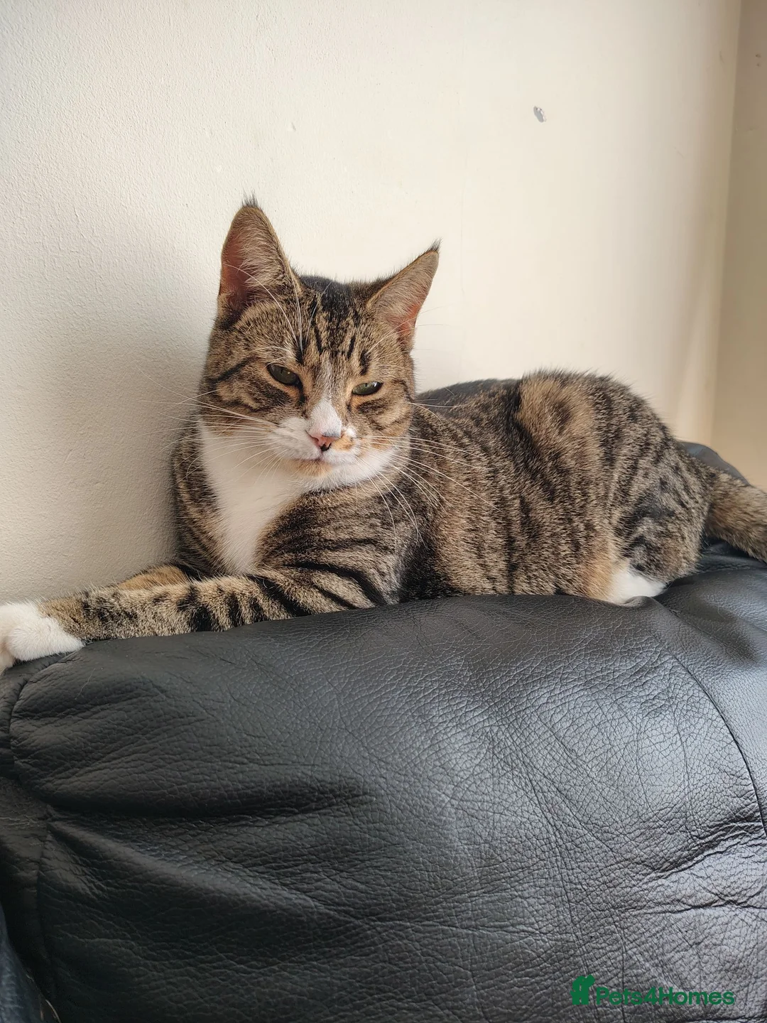 Mixed Breed cats for sale: Lovely Girl - Advert 4