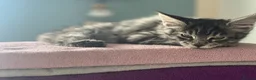 Maine Coon cats for sale: Georgeous Maine coon kittens active register - Advert 3