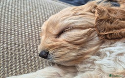 Cavapoochon dogs for sale: Stunning Cavapoochon Pups - only 3 girls left - Image 33