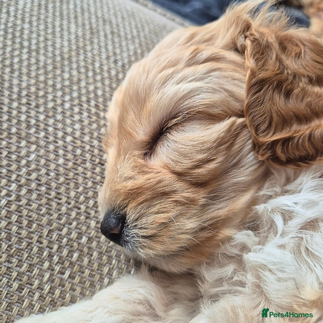 Cavapoochon dogs for sale: Stunning Cavapoochon Pups - only 3 girls left - Image 33