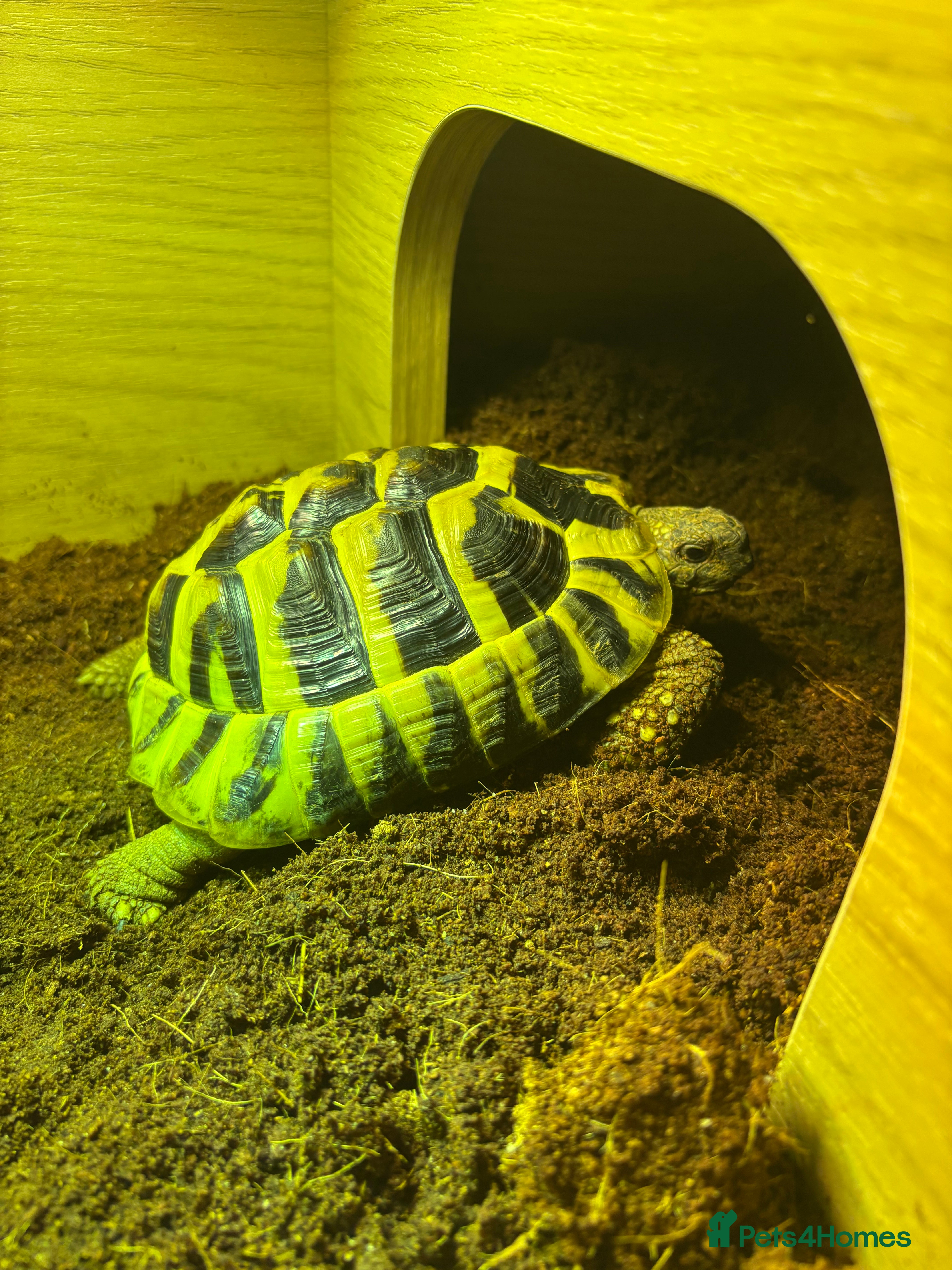 Tortoise reptiles Male Tortoise - Forest - 3 Years - Advert 1