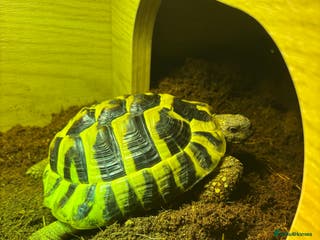 Tortoise reptiles Looking for a Tortoise - Advert 5