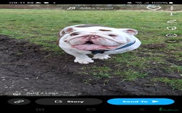 English Bulldog dogs for sale: 2 x English bulldogs - Image 2