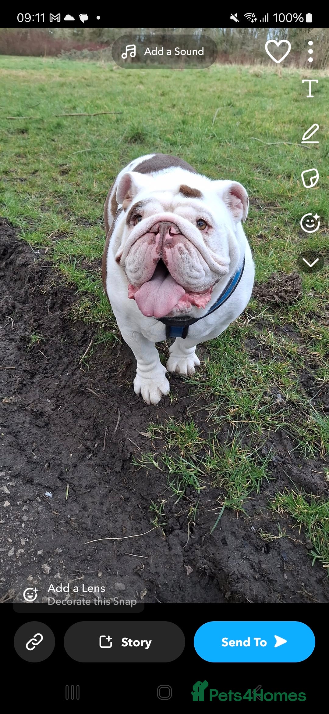 English Bulldog dogs for sale: 2 x English bulldogs - Image 2
