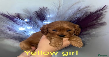 Cavapoo dogs - Advert 12